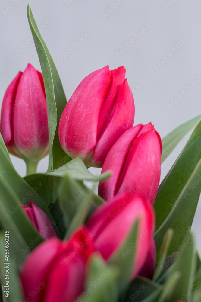 Fototapeta premium Flowers, tulips, bouquet of tulips