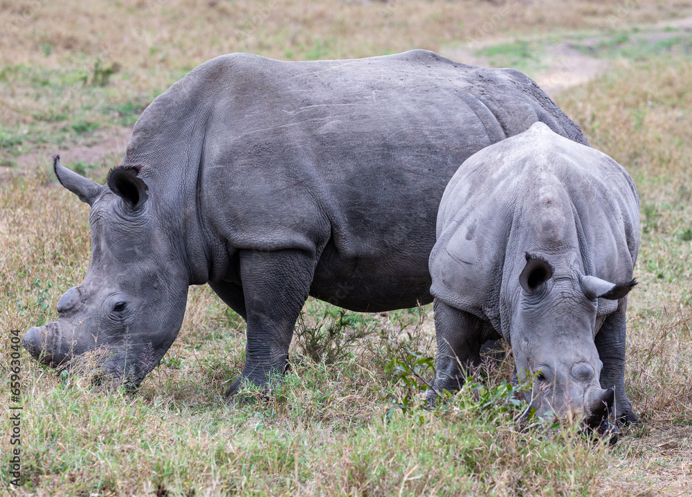 Fototapeta premium rhino in the wild