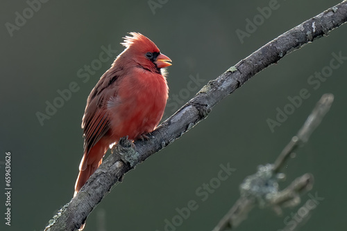 Male Red Cardinal on a Branch © Glenn