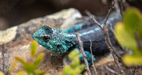 tree agama, Western Cape, South Africa