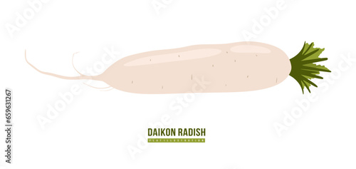 Fresh white radish in flat style. Daikon radish with green stem isolated on white background. Cartoon style illustration of Vegetable Japanese daikon. Fresh raw food. Vector illustration 