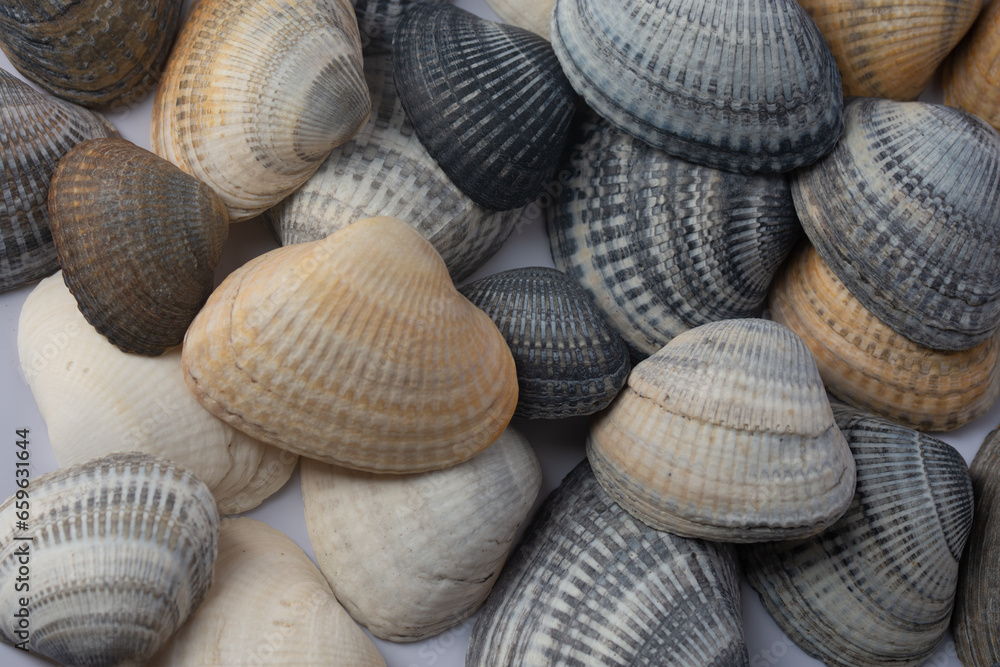multi colored seashells, top view.