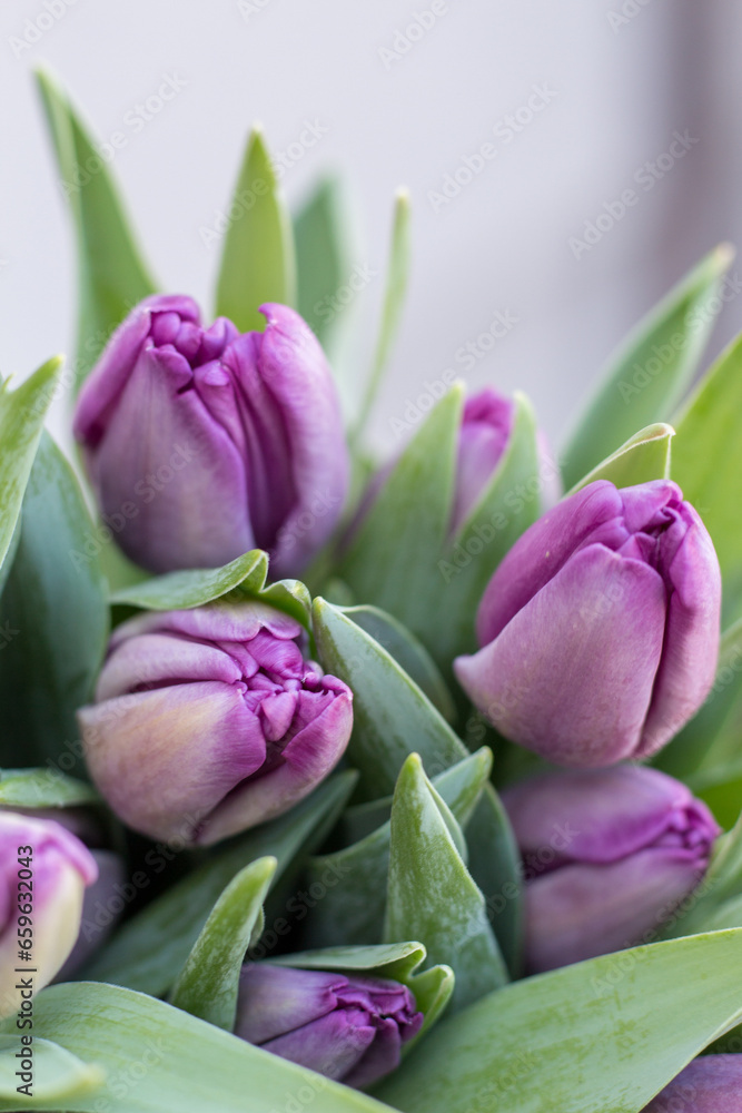 Fototapeta premium Flowers, tulips, bouquet of tulips