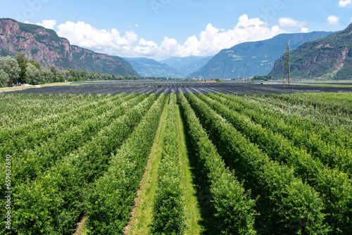 Panoramic high level view over an apple orchard in a valley in South Tyrol  Italy surrounded by green mountains