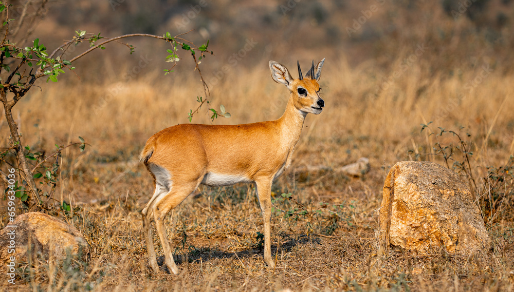South African Steenbock South African Steenbock