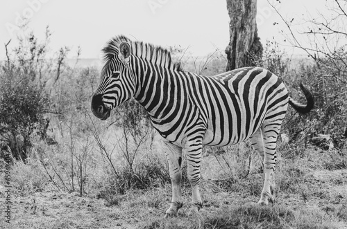 Zebra in the Savannah  South Africa
