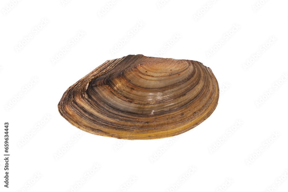 Mold shell isolated on white background. Shell of mussel isolated