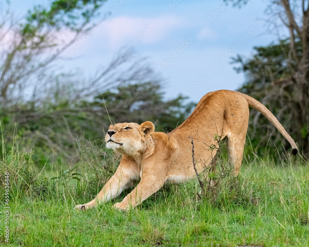 Naklejka premium Lioness stretching