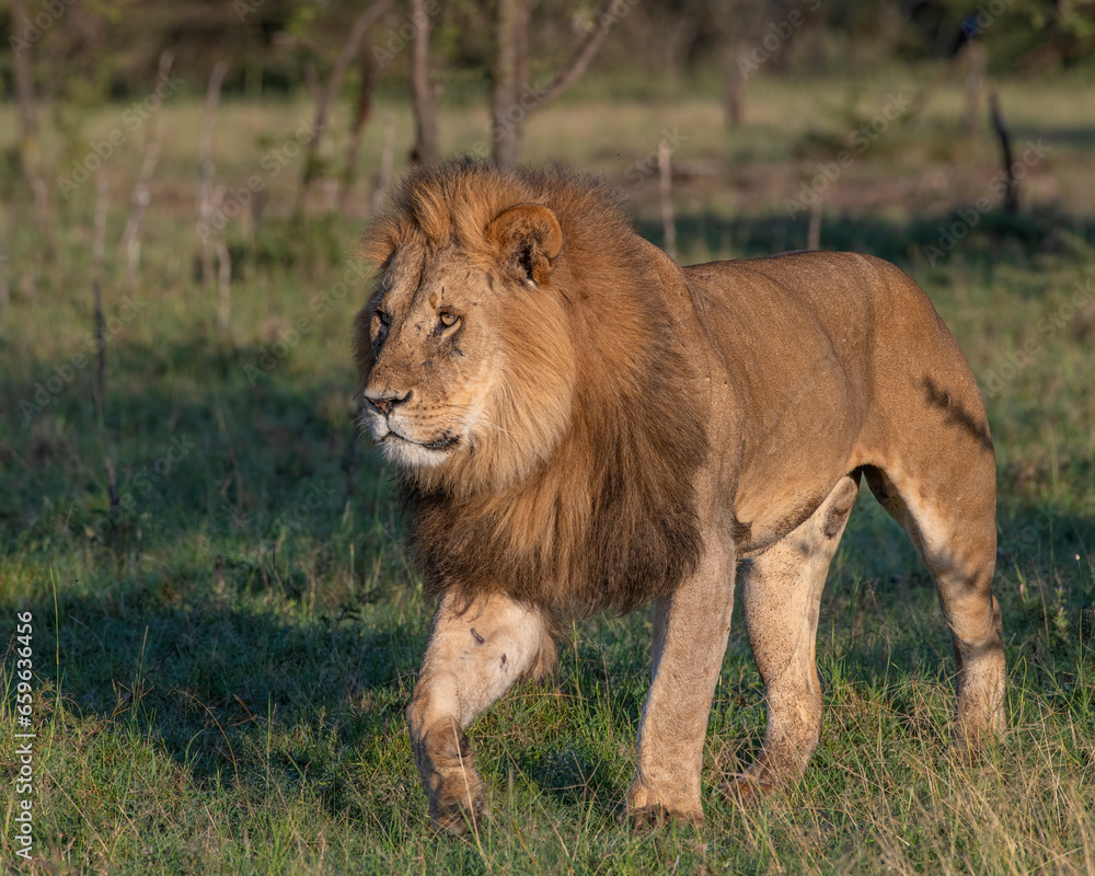 Male Lion in the Masai Mara, Kenya Male Lion in the Masai Mara, Kenya