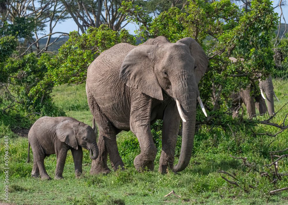 Mother and baby African Elephant, Masai Mara, Kenya