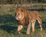 Male Lion in the Masai Mara, Kenya