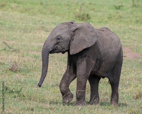 African Elephant, Masai Mara, Kenya