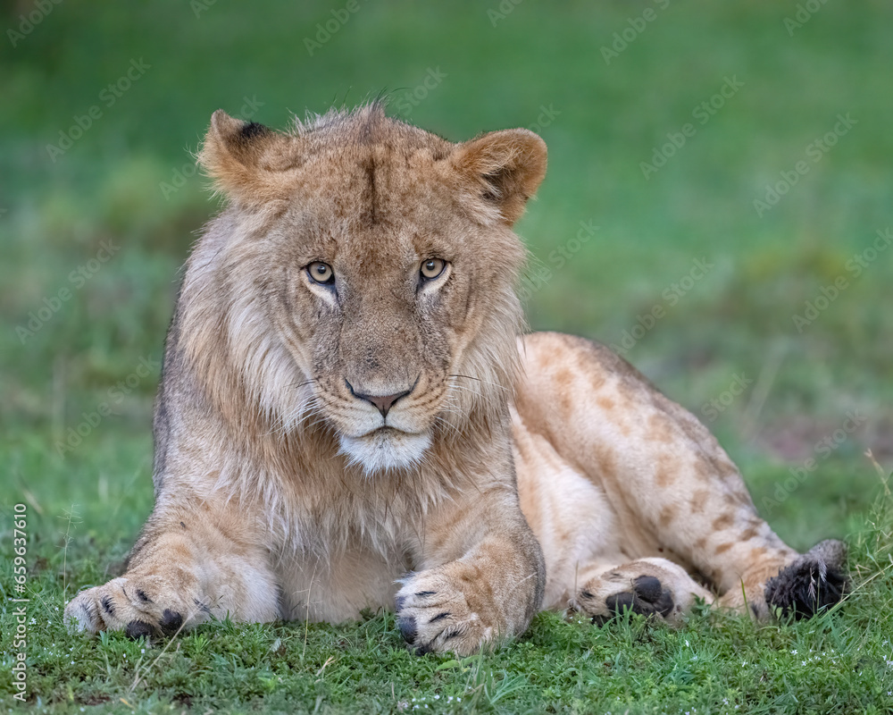 Immature male Lion Immature male Lion
