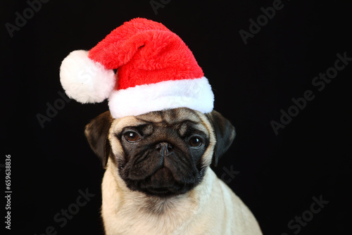 Pug in Santa Claus hat sits on black background. Christmas card with dog and place for text © Alla