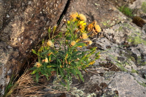 Yellow flowers at rock. Concept of survival nature. Stockholm, Sweden. October 2023.