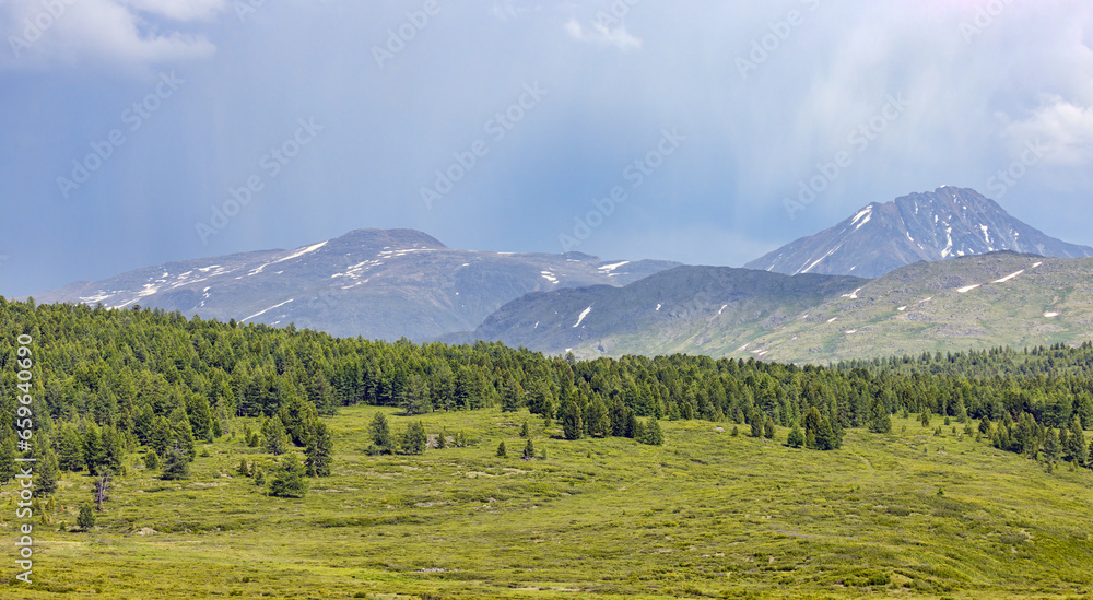 fir forest under rain in Altai mountains