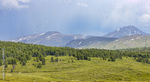 fir forest under rain in Altai mountains