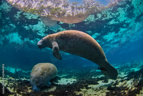 Two florida manatees ((Trichechus manatus latirostris), one floating peacefully in the crystal clear water and another eating at the bottom photo