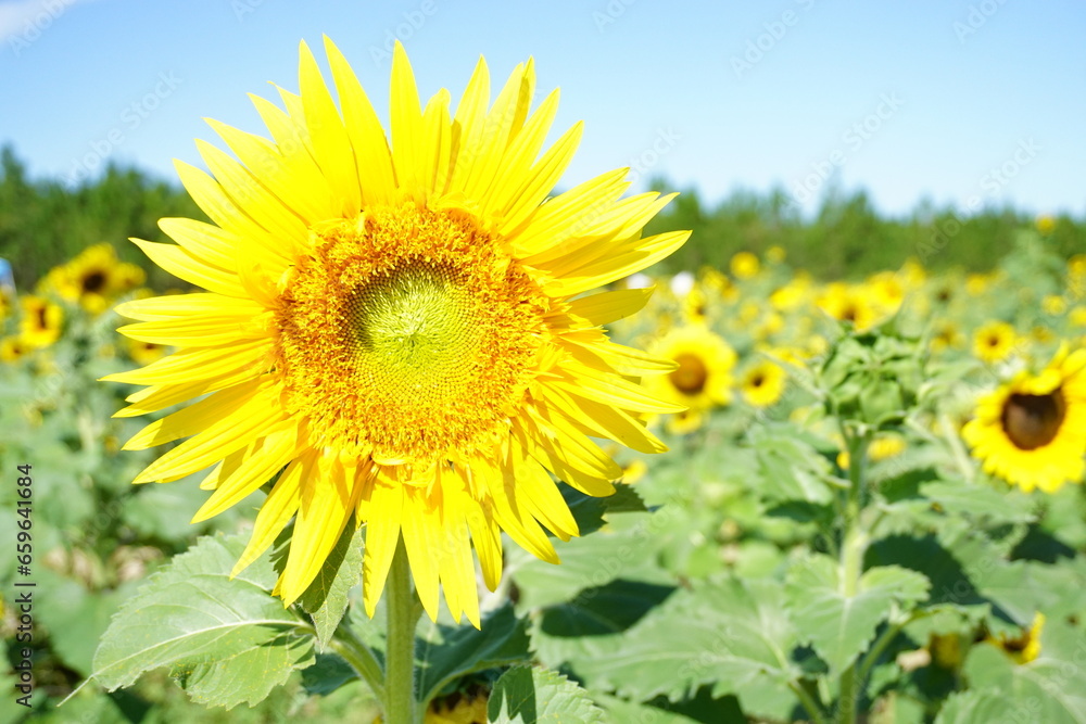 Beautiful and fresh sunflowers growing in a field on a farm. Beautiful and fresh sunflowers growing in a field on a farm.