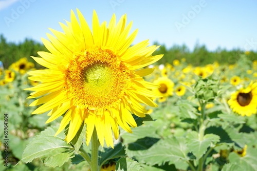 Beautiful and fresh sunflowers growing in a field on a farm.