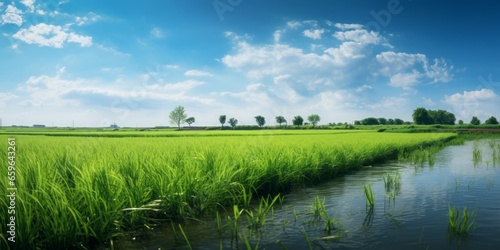 Green Field with a Small Stream Flowing Through, Set Against a Summer Blue Sky, Emphasizing the Beauty of Freshwater and the Serenity of Nature