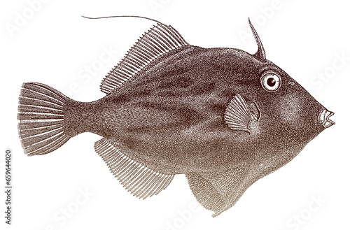 Planehead filefish stephanolepis hispida in side view, marine fish from Eastern Atlantic