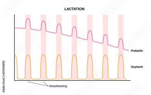 Hormones in pregnancy