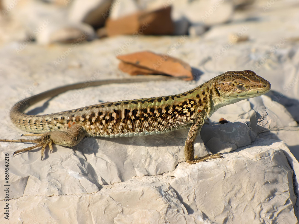 lizard on a rock_2 lizard on a rock_2