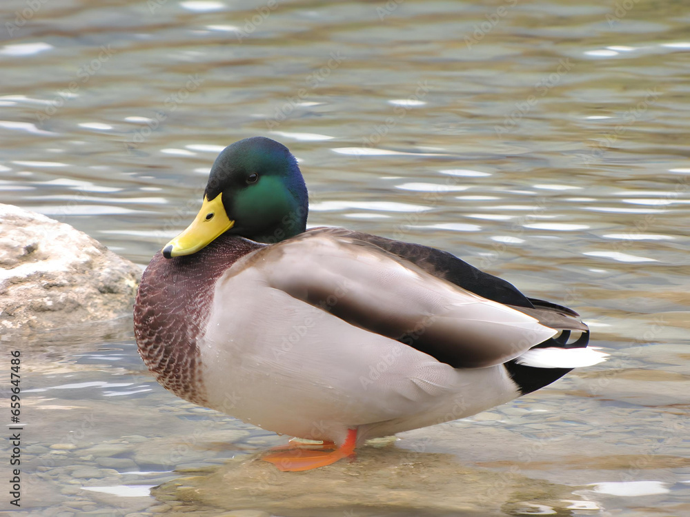a duck sitting on a rock in a lake_1 a duck sitting on a rock in a lake_1