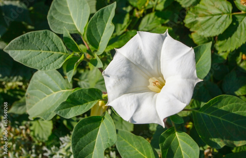 Canvastavla A beautiful white flower is an devil's trumpet or angel's trumpet