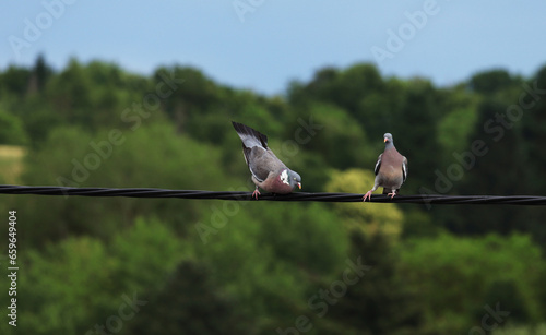 A pair of pigeons sitting on power line