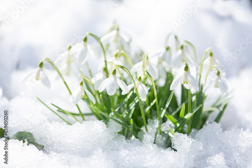 Snowdrop flowers blooming in snow covering