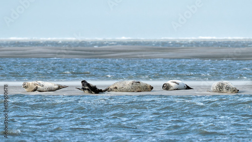 Group of Harbor Seals resting on a sandbank at low tide - Baie de Somme, France
