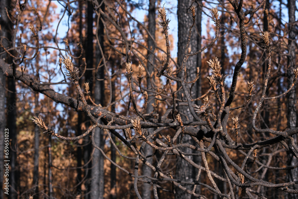 Scorched tree branches after a forest fire in a pine forest. Scorched tree branches after a forest fire in a pine forest.