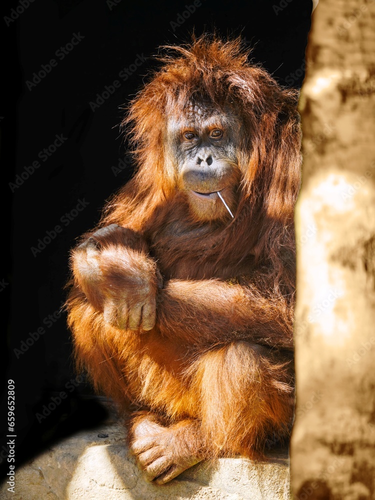Fototapeta premium Cheerful orangutan