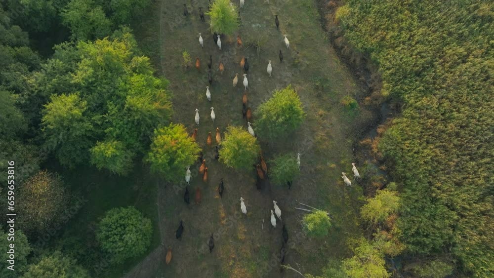 Cow animal farm grass beef meat field park green nature Cow animal farm grass beef meat field park green nature