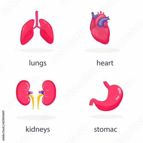 Human internal organs icons set with lungs, kidneys, stomach, heart, vector flat illustration 