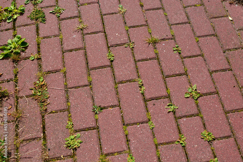 Plants and weeds growing from paving stones