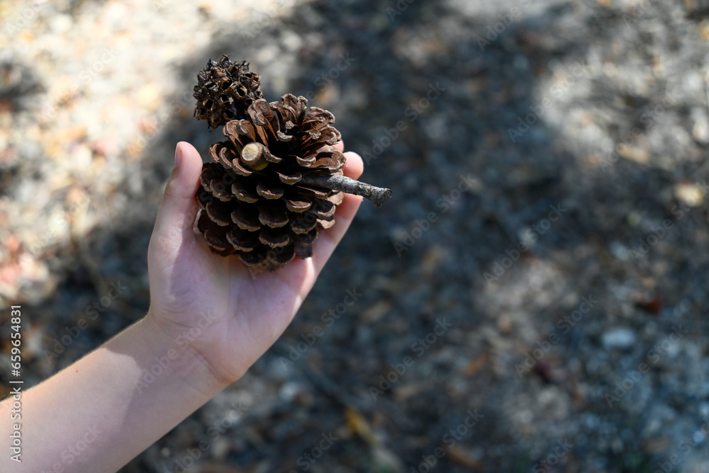 holding a pinecone, acorn, and sweetgum ball in a hand. holding a pinecone, acorn, and sweetgum ball in a hand.