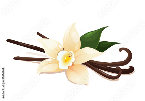 Vanilla flower with dried pods and leaves isolated on a white background