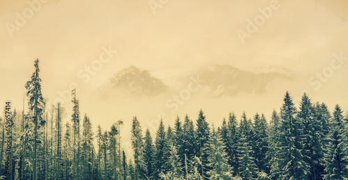 Amazing panorama of Frozen forest in TATRa national reserve - filtered