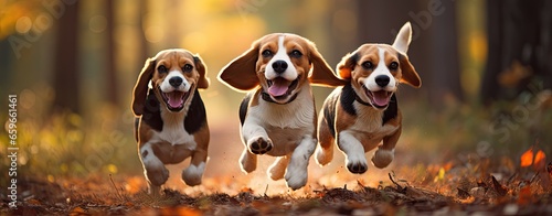 running beagle dogs