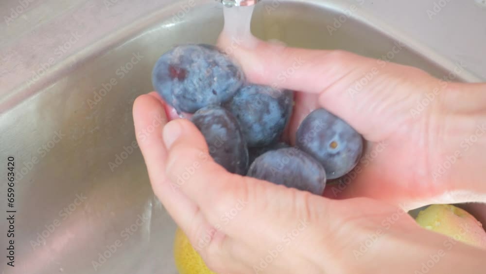 Female hands wash plums in the kitchen. Washing plums in the sink. Female hands wash plums in the kitchen. Washing plums in the sink.