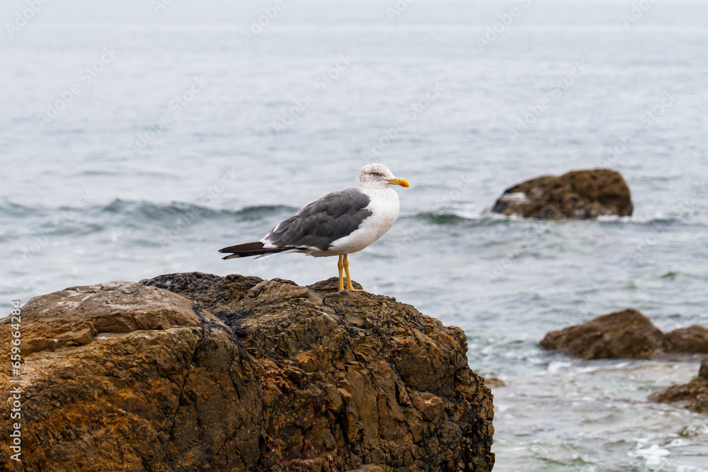 A sea gull perched on a rock against the crashing waves A sea gull perched on a rock against the crashing waves