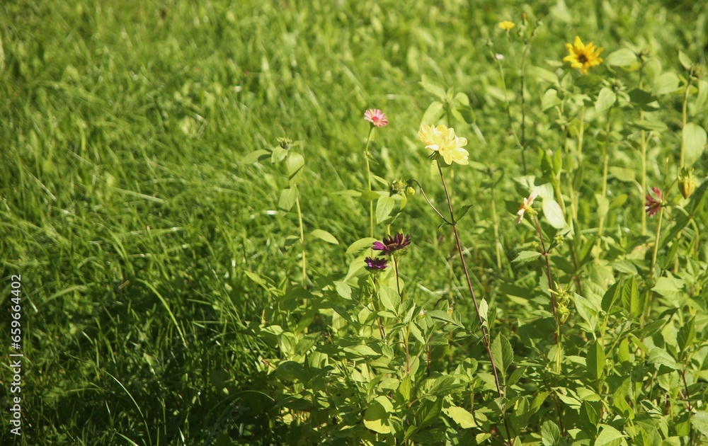 green grass in the forest