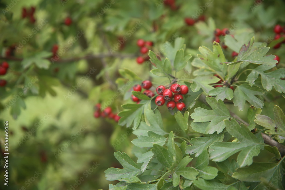 Obraz premium close up red berries on a bush
