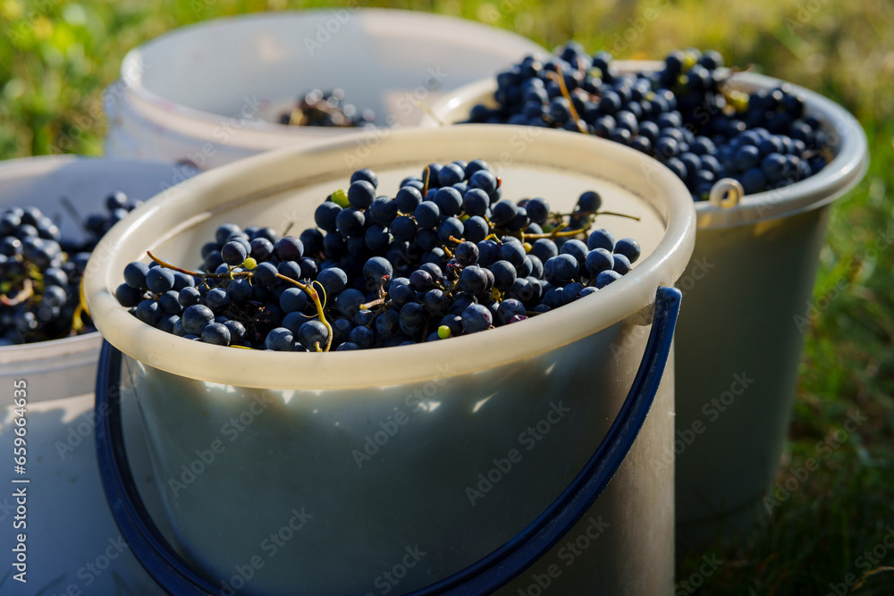 Harvest of bunches of dark grapes in buckets Harvest of bunches of dark grapes in buckets
