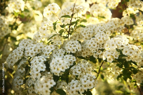 White flowers on the street