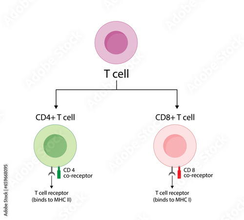 T Cell, CD4+ helper T cell and CD8+ cytotoxic T cell, CD Antigen Types, CD4 And CD8. T lymphocyte types. Vector Illustration.	
