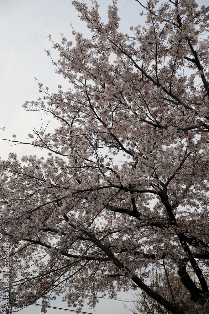 仁和寺境内に咲く桜 仁和寺境内に咲く桜